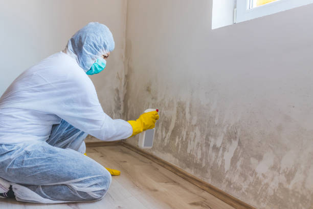 Licensed Mold Remediation service in Glencoe, IL - WQB Mold Removal